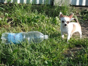 Маленькую ,  занятную девочку-минюшечку #912575