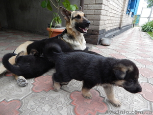 Продам классных щенков немецкой овчарки #916217