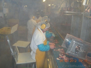 рабочие на птицефабрику #909645