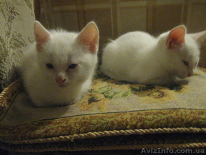 Отдам котенка в хорошие руки! #910161