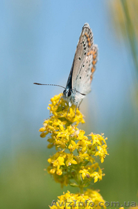 Живое диетическое питание для  безопасной  коррекции веса   #920909