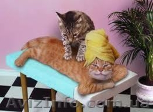 Пропонуємо оздоровчий , дитячий антицелюлітний масаж за дешевими цінами у Львові  #915349