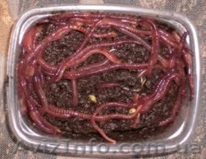    Продам красного  калифорнийского червя для рыбалки  #911758