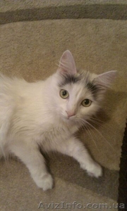 СРОЧНО! отдам кошку #912088