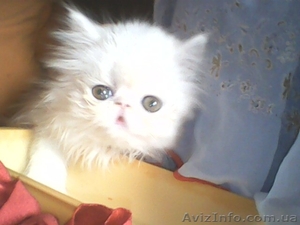 Персидские котята экстремалы. #912862
