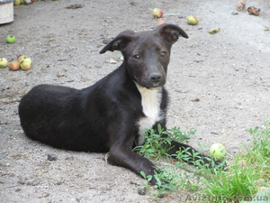 Отдам собачку. Кировоград. тел: 0667164554  #919307