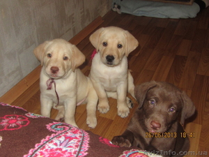 Плюшевое сокровище от элитных родителей!!! #907459