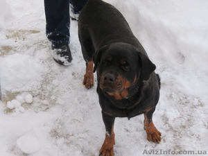 Предлагаются щенки ротвейлера #910211