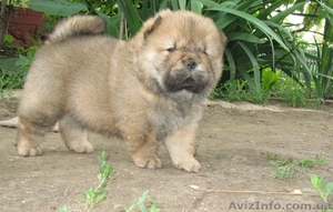 Чау-чау,  щенки шоу класса,  Chow Chow puppies #917405