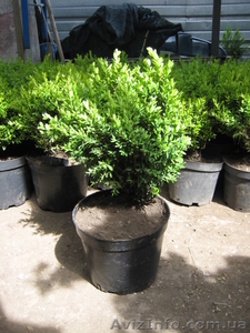 Продам самшит  в контейнере #908270