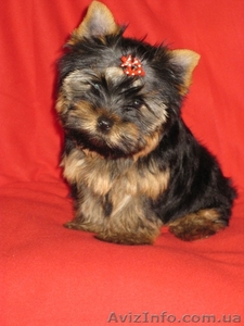 йорик show класса #914028