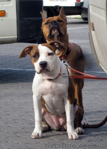 Щенки Американского Стаффордширского Терьера,   #535557