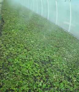 Рассада земляники садовой (клубники) #920355