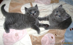 Котики шотландские #915242