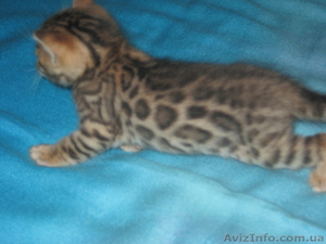 Бенгальские котята, .. #919312
