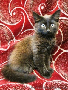 Отдам котёнка. Кировоград. Тел: 0660834837 #919311