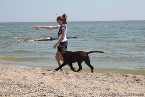 Продается подрощенный щенок бульмастифа из питомника #915407