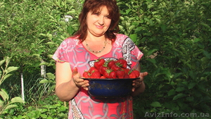 КЛУБНИКА,  САДОВАЯ ЗЕМЛЯНИКА,  саженцы. #914302