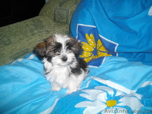 Украинский колор той(болонка) #913041