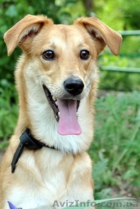 Леди Дина-золотая красавица в добрые руки #910134