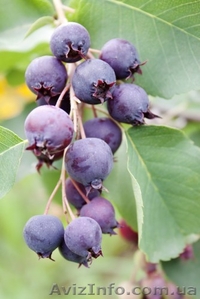 Ирга круглолистная,  обыкновенная,  саженцы ирги #913305