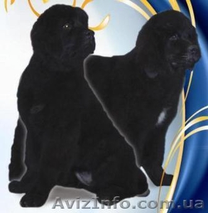 Щенки ньюфаундленда (в народе-водолаз) в Киеве #920859