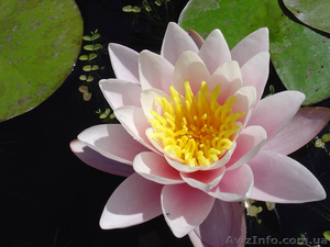 Водная лилия розовая Rosennymphe #917120