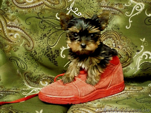 Самый маленький Английский Йорк Терьер #917688