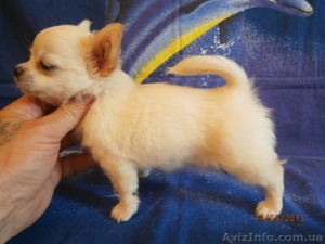 ЧІХУАХУА - породний,  еффектний МІНІ-кобельок ! #921555