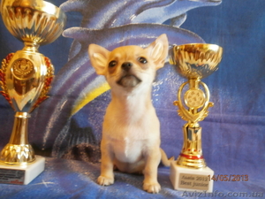 Чіхуахуа - чарівна,  мініатюрна дівчинка! #921549