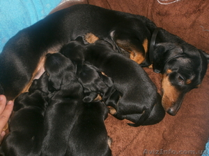 щенки карликовой таксы черной окраски #908307