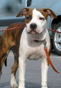 Перспективние щенки  Америк. Стаффор.Терьера. #264528