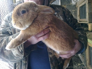 Племенные кролики-самцы - Бургундцы #908157