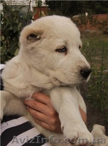 Овчарка  САО и КО (Щенки) #72624