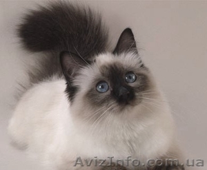 Породистый кот ищет новых хозяев. Ооочень терпелив к маленьким детям.  #918509