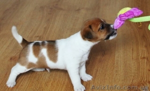  Cutie-Джек-Рассел терьер #911973