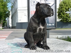 Щенок кане корсо #917905