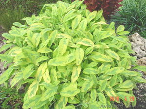 Шалфей пестролистный #912404