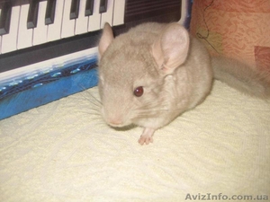 Срочная распродажа  цветных и стандартных шиншилл.Цены самые низкие.Торг возможе #908614