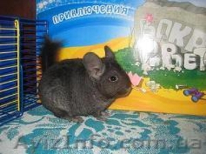 Распродажа!  Продам шиншилл деток и взрослых.Есть разные окрасы.                 #921744