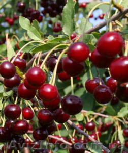 купим вишню для переработки #915008