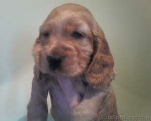 Английский кокер-спаниель - породные щенки! #921560