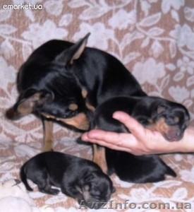 Той-терьер - 