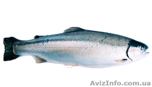 Красная икра,  красная рыба,  морепродукты #913978