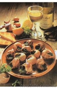 Виноградная улитка Helix pomatia #908976