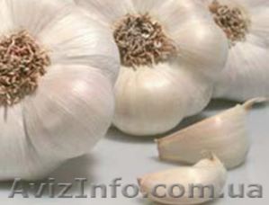 Молодой чеснок из Испании. Урожай 2013 года. #915935