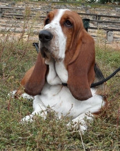 Щенок Бассет-Хаунда #909803
