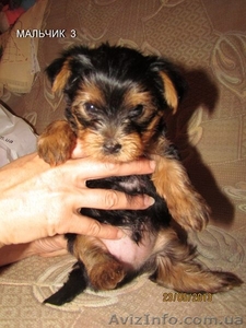 Продаются комочки Щенки йоркширского терьера  #913231