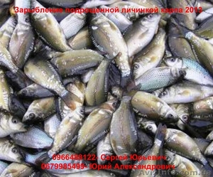 Зарыбление подрощенной личинкой карпа 2013 #909223