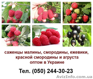 Продам оптом саженцы малины,  смородины #936465